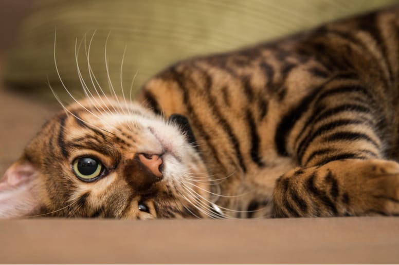toyger