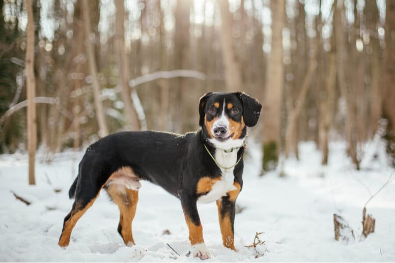 Entlebucher