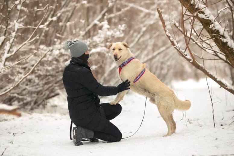 Miś polarny w typie labradora