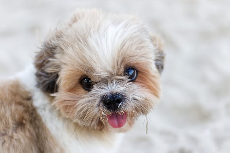 6 pomysłów na fryzury dla shih tzu