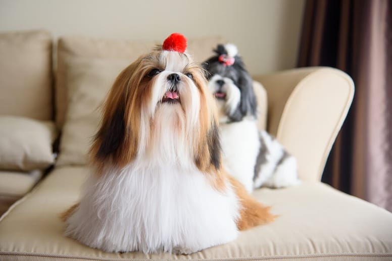 6 pomysłów na fryzury dla shih tzu
