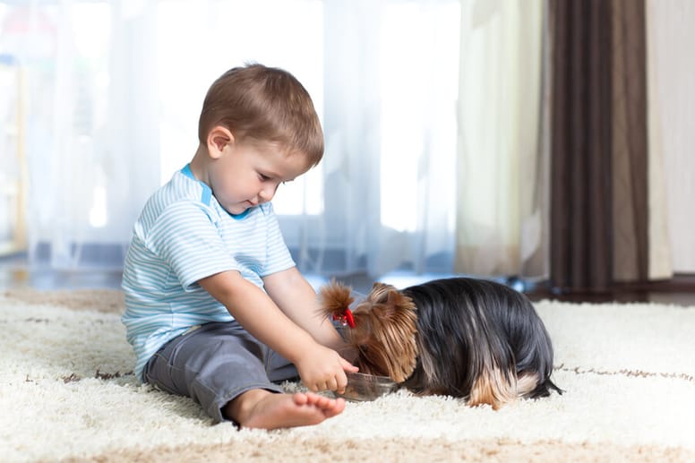 yorkshire terrier z malym chlopcem