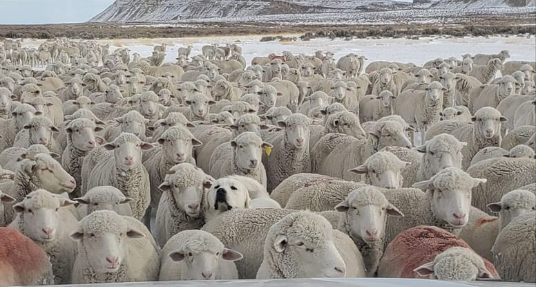 cane nascosto tra le pecore