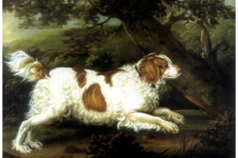 English Water Spaniel
