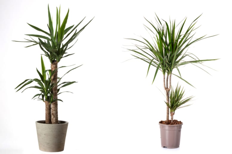 juka i dracena