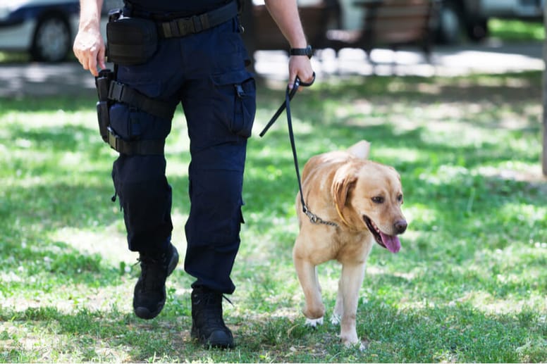 labrador z policjantem