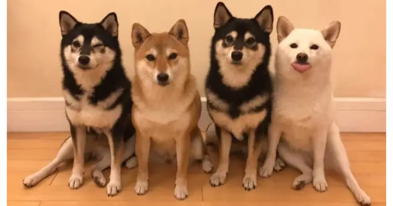 Shiba inu