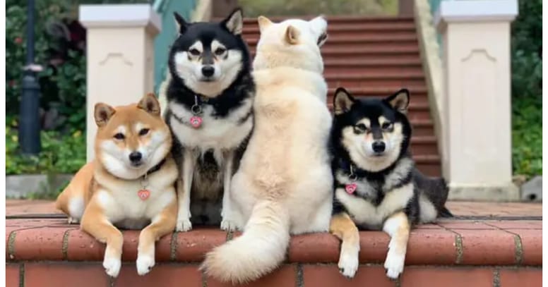 Shiba inu