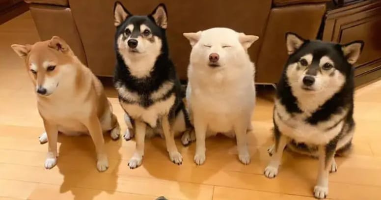 Shiba inu