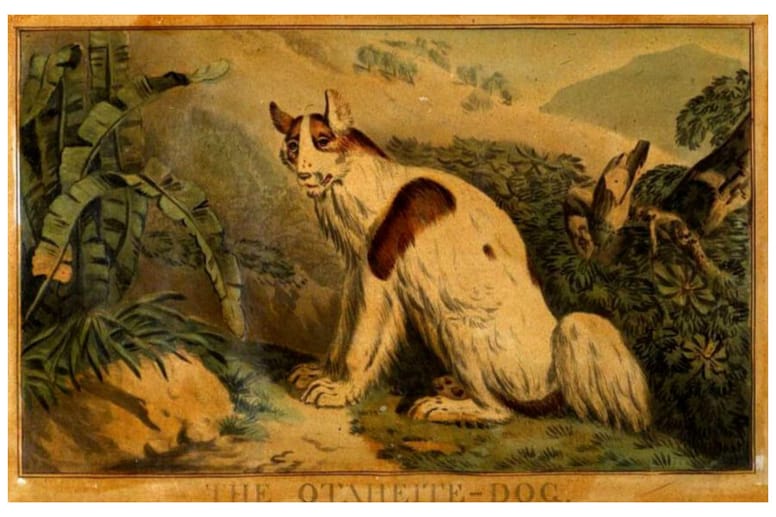 Tahitian dog