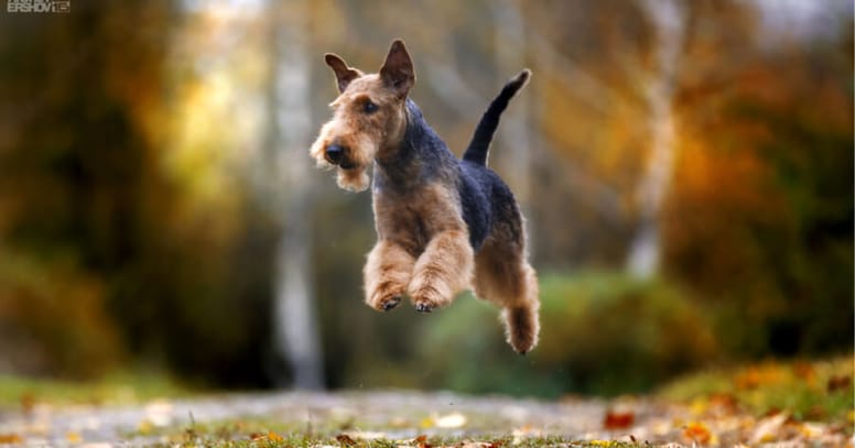 airedale terrier