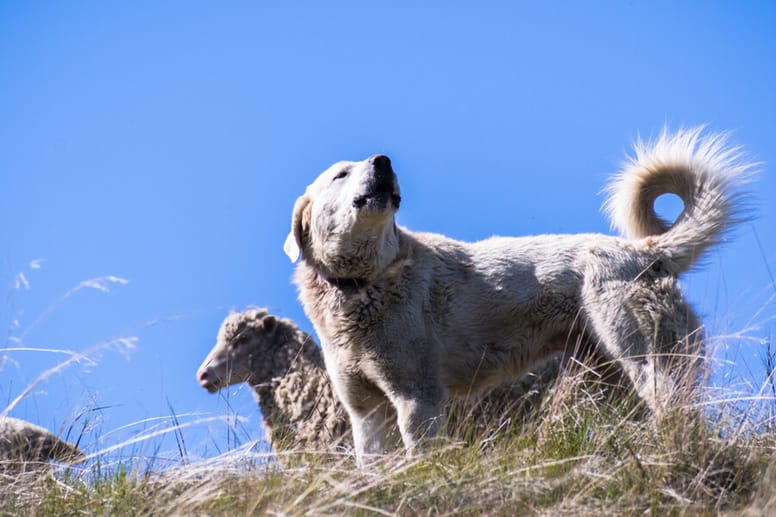 Akbash dog