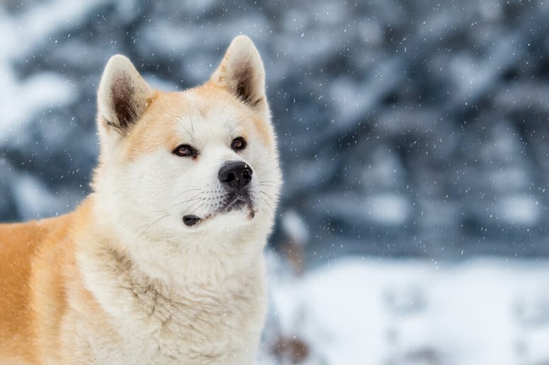 akita inu