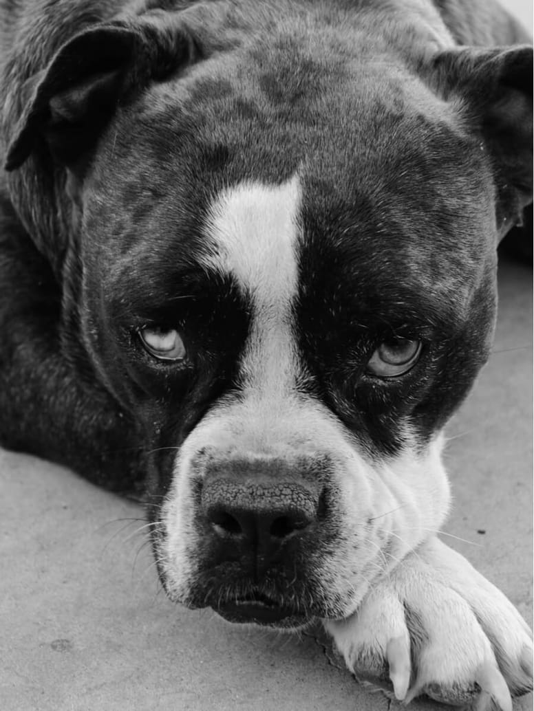 alapaha blue blood bulldog