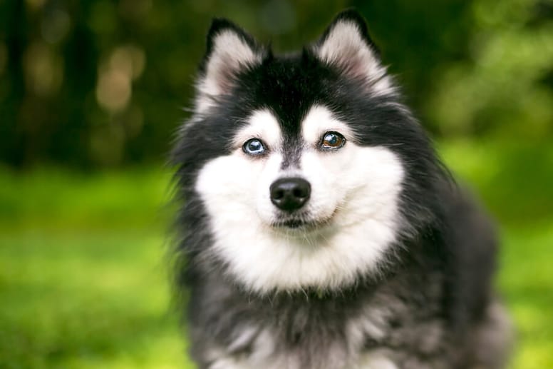 alaskan klee kai