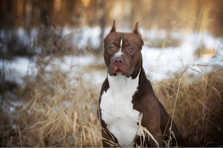 amercan pit bull terrier