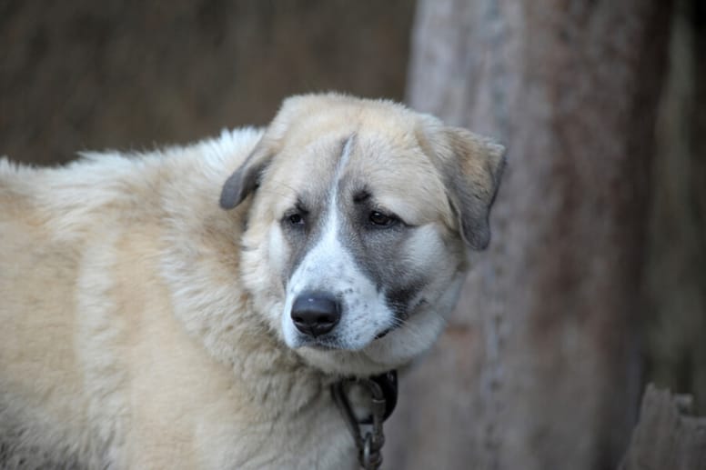 Anatolian karabash