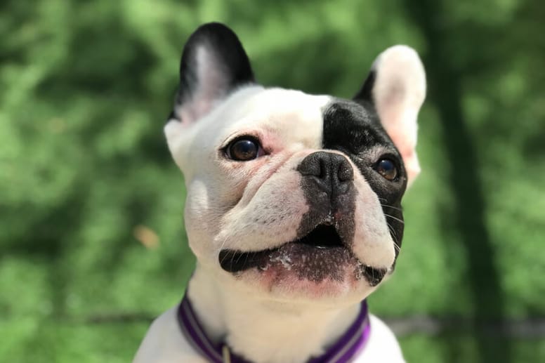 buldog francuski