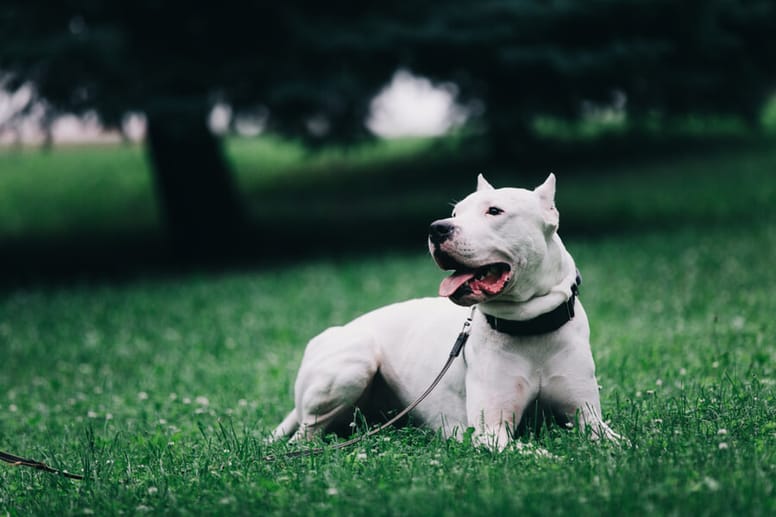 Dog argentyński