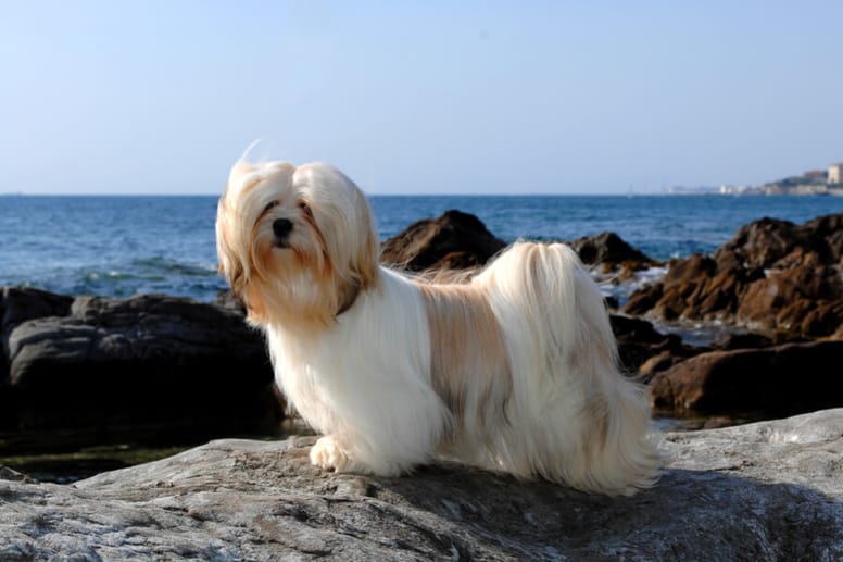 lhasa apso