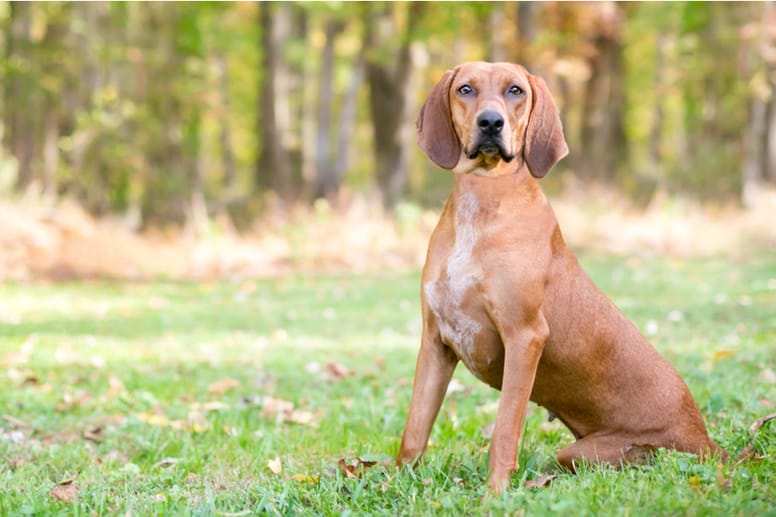 redbone coonhound