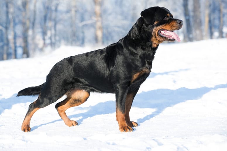 rottweiler