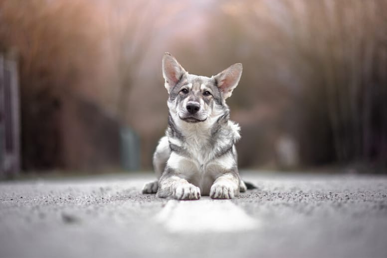 Saarlooswolfhond