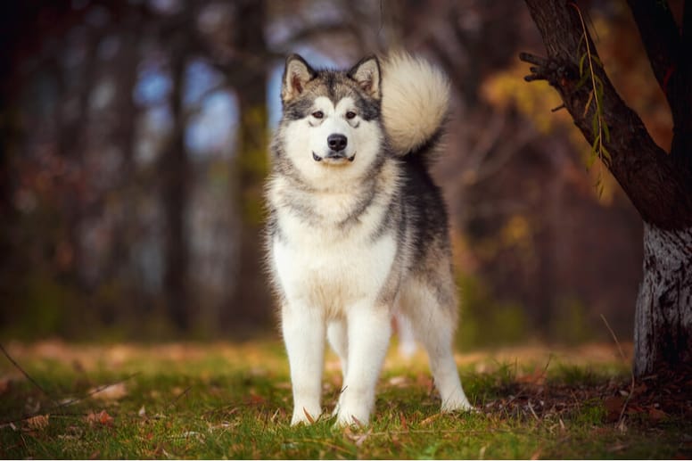 alskan malamute