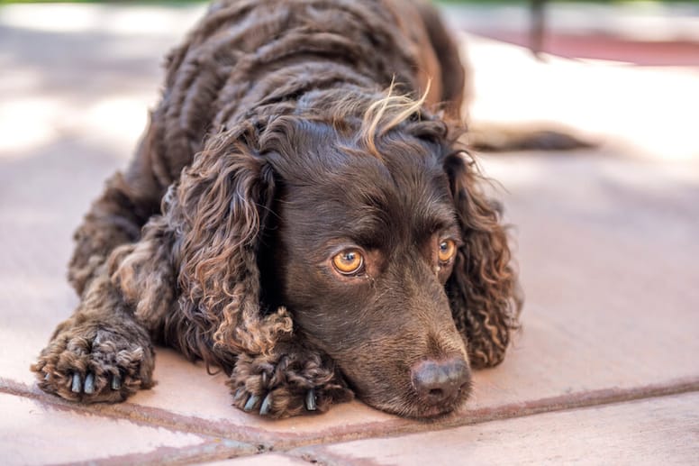 amerykanski spaniel dowodny