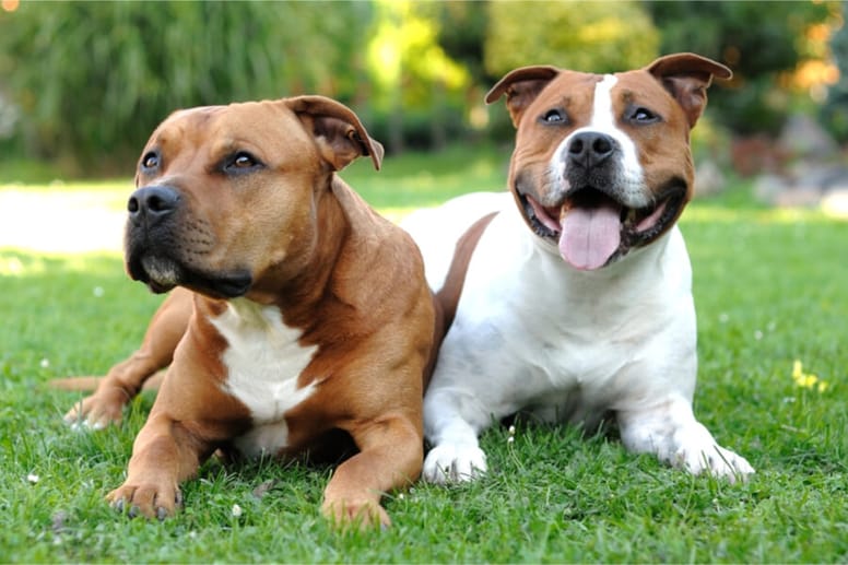 amstaff