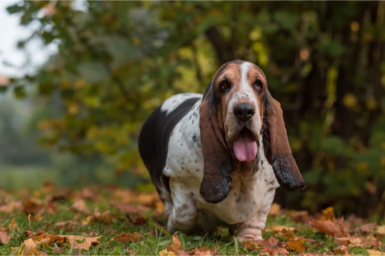basset hound