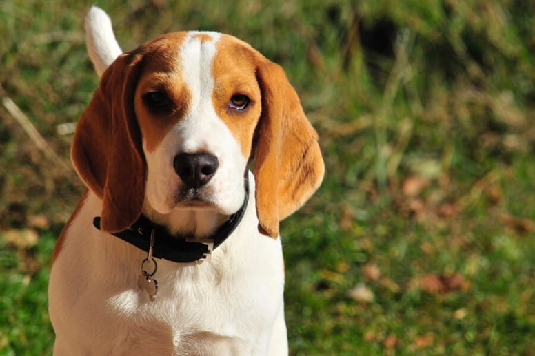 beagle