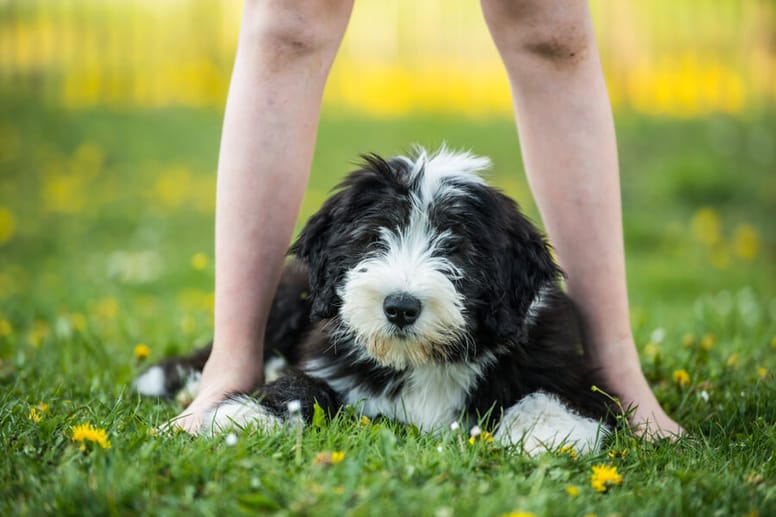 bearded collie
