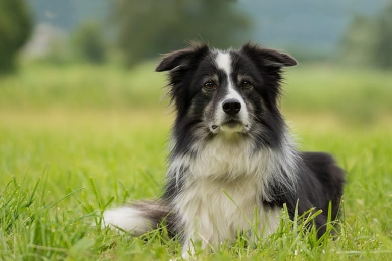 border collie