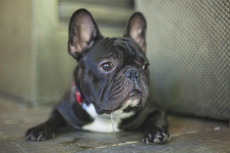 buldog francuski