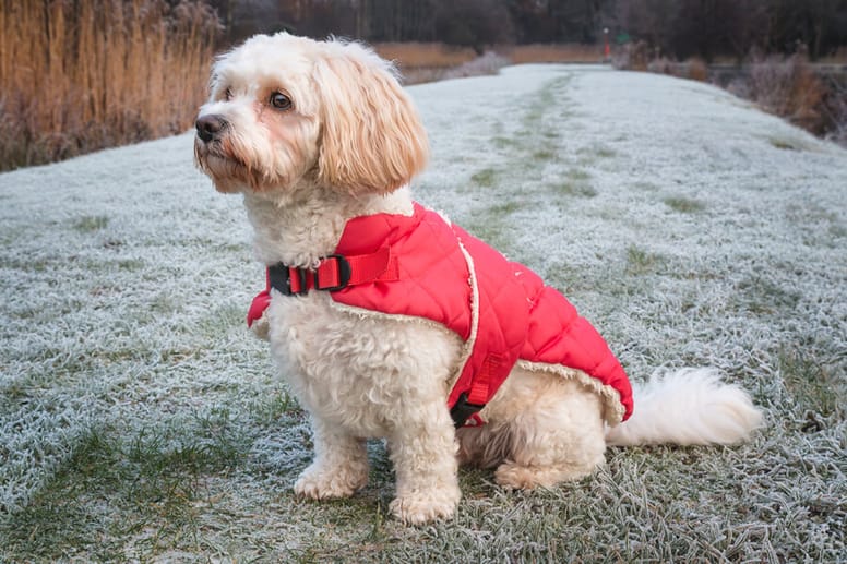 cavachon