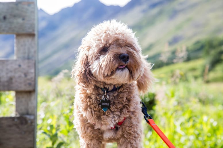 cane cavapoo in montagna