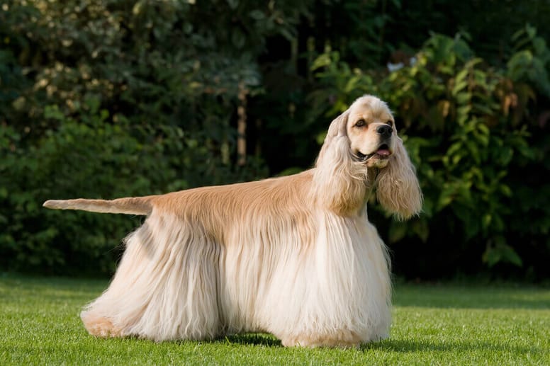 cocker spaniel amerykański