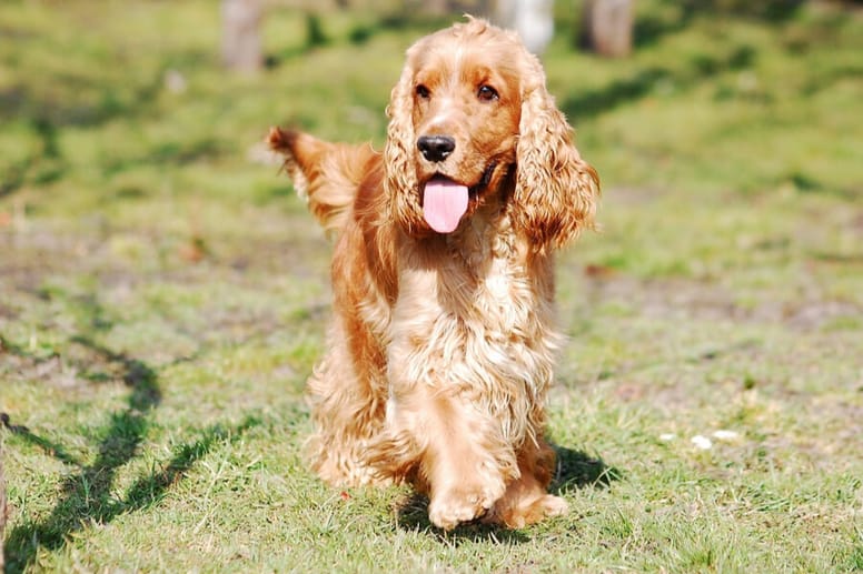 cocker spaniel