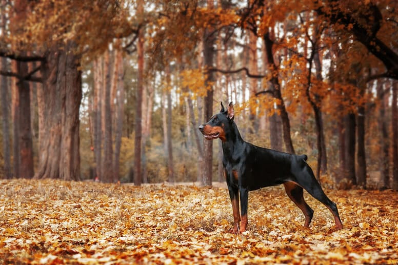 doberman