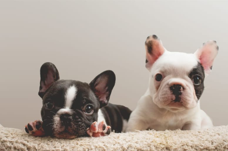 buldog francuski