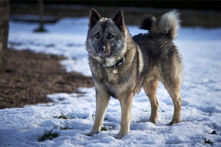 Elkhund szary