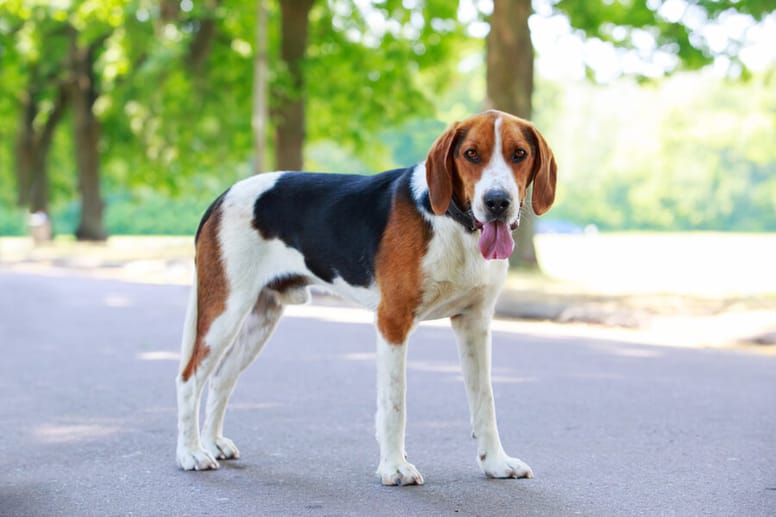 foxhound amerykański