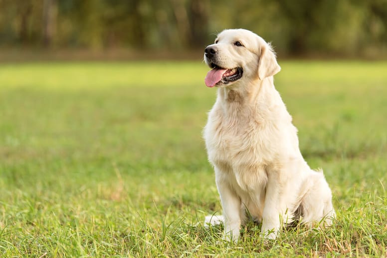 Golden retriever