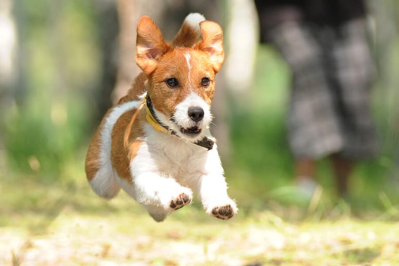 kacj russel terrier