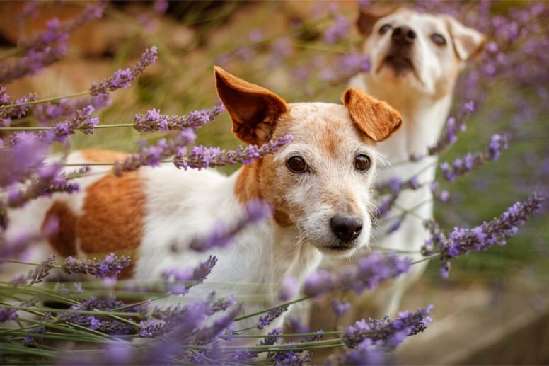 Jack russel terrier