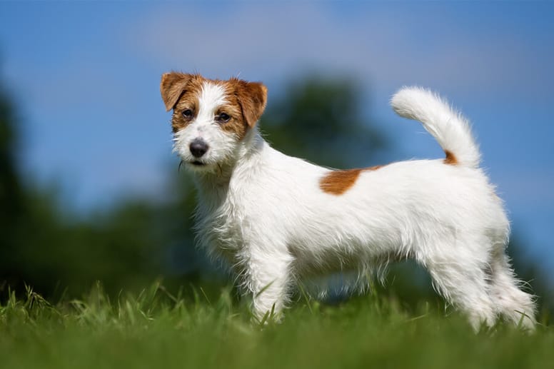 Jack Russell Terriër
