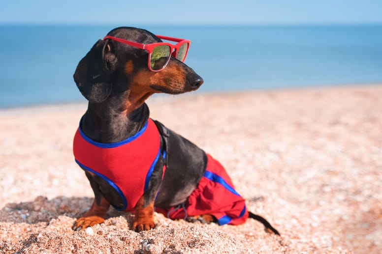 jamnik na plaży
