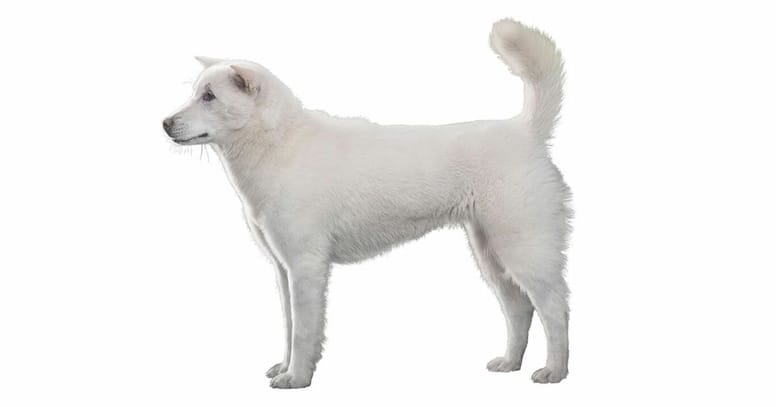 kishu