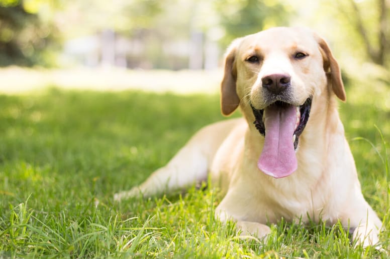 Labrador